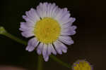 Daisy fleabane